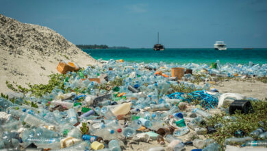 Photo of Rethinking Our Toxic Relationship with Plastic